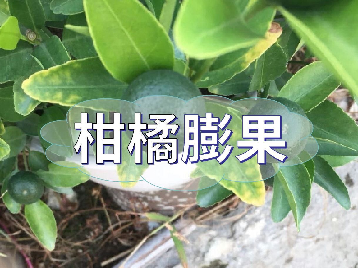 柑橘膨果慢？膨果并非多補鉀這么簡(jiǎn)單！