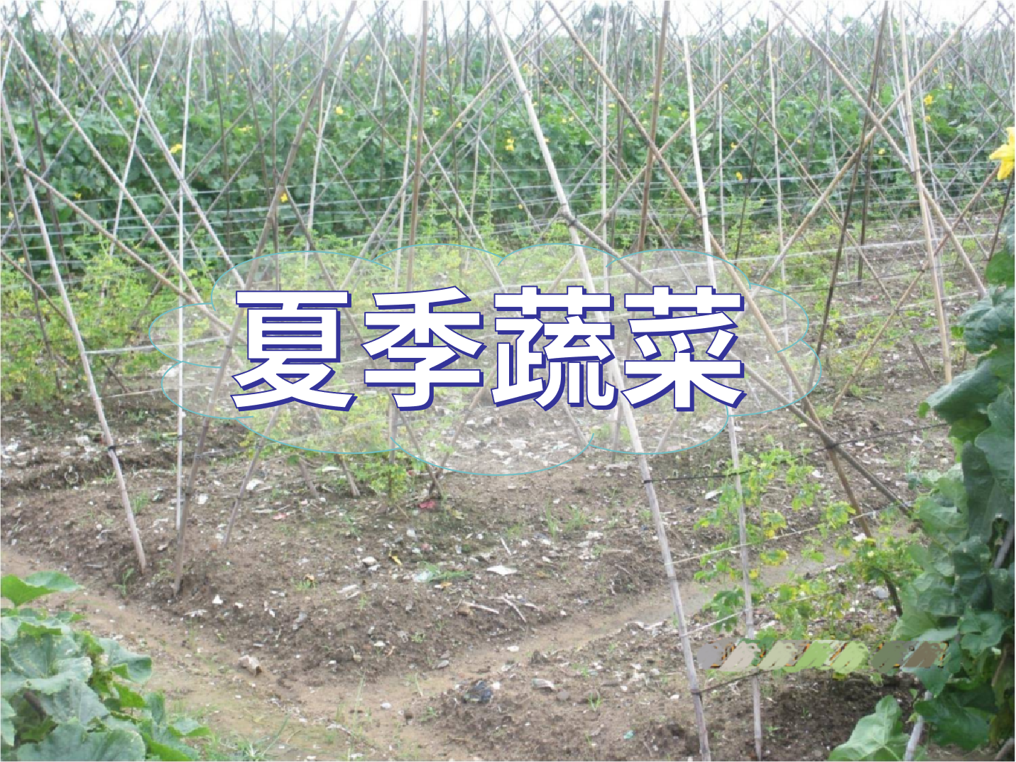夏季蔬菜實(shí)現高產(chǎn)優(yōu)收要點(diǎn)