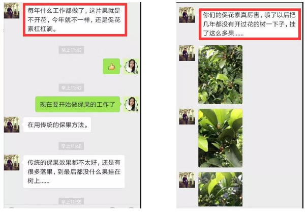 秋梢期，柑橘果農都在做這件事……