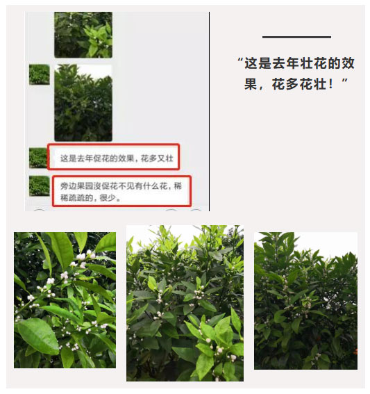 秋梢期，柑橘果農都在做這件事……