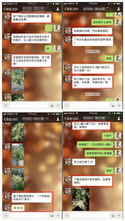荔枝園連年高產(chǎn)，秘訣在這里