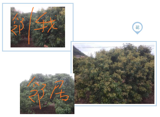 荔枝園連年高產(chǎn)，秘訣在這里