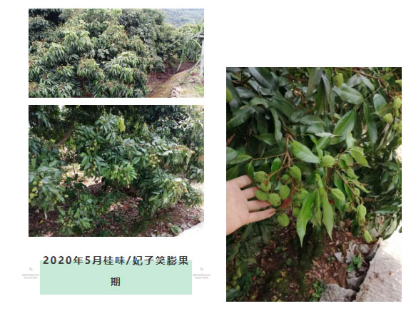 荔枝園連年高產(chǎn)，秘訣在這里