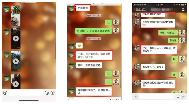荔枝園連年高產(chǎn)，秘訣在這里