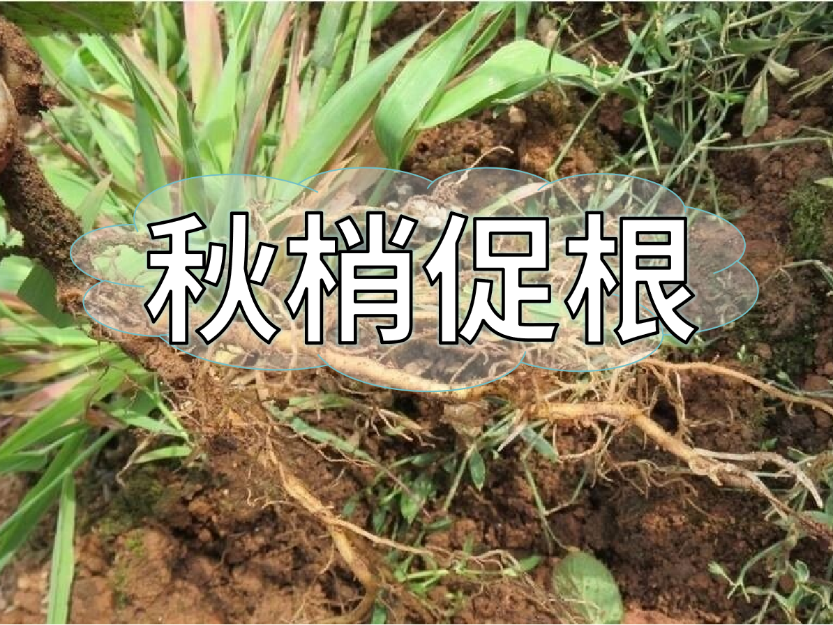 秋季促梢壯梢忙，促根養根才是第一步