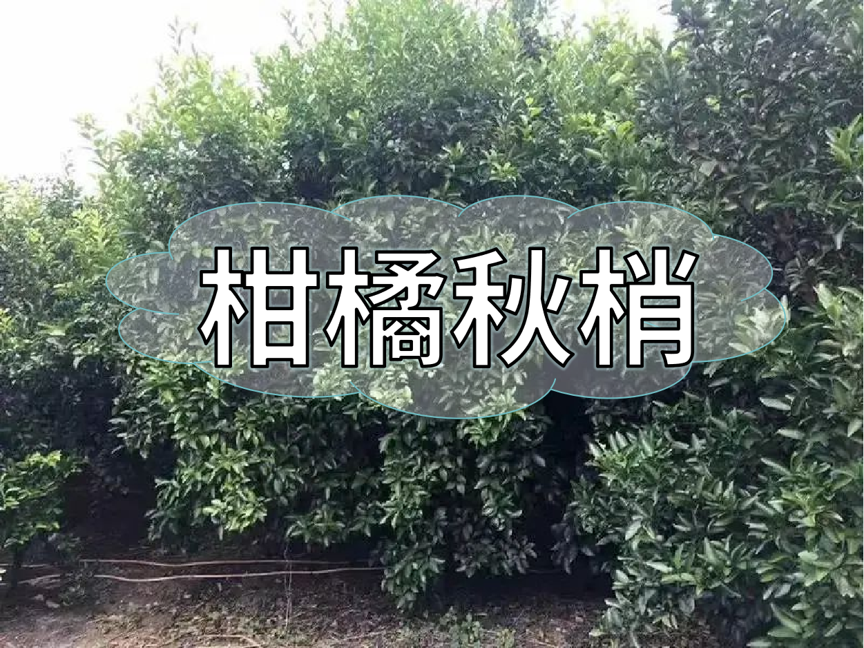 柑橘秋梢老熟期，抓好重點(diǎn)穩今年，保明年
